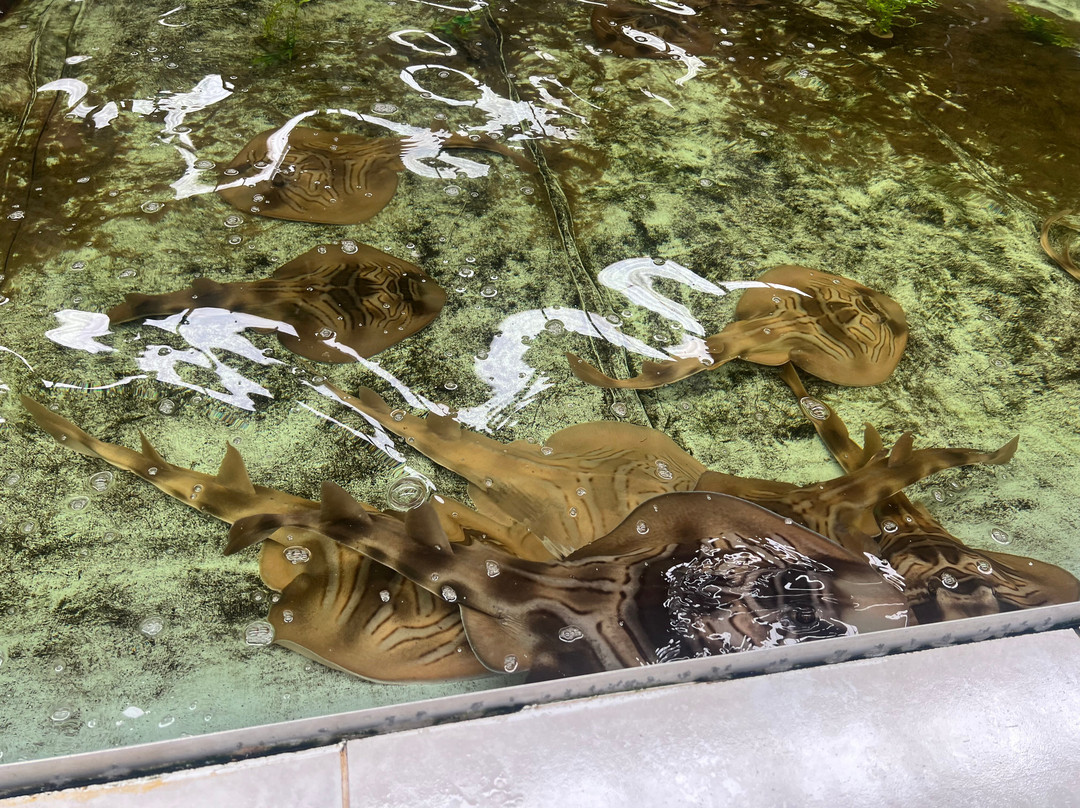 Port Stephens Animal Adventures景点图片