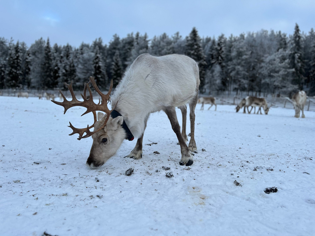 Kujala Reindeer Farm-库萨莫必去景点