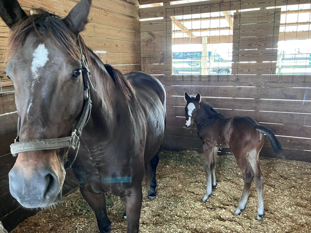 Farm Tours of Ocala-奥卡拉必去景点