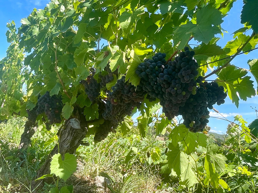 Quinta Do Gato Enoturismo景点图片