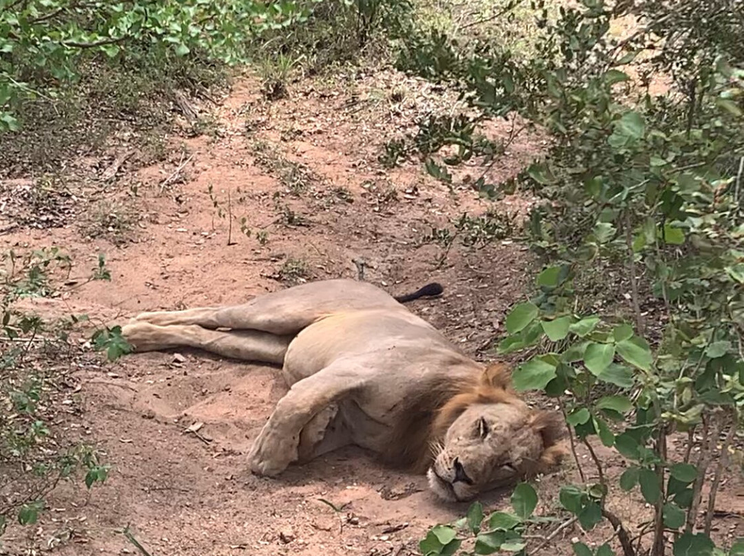 CAMP LILAC MIKUMI SAFARIS LTD-Mikumi必去景点