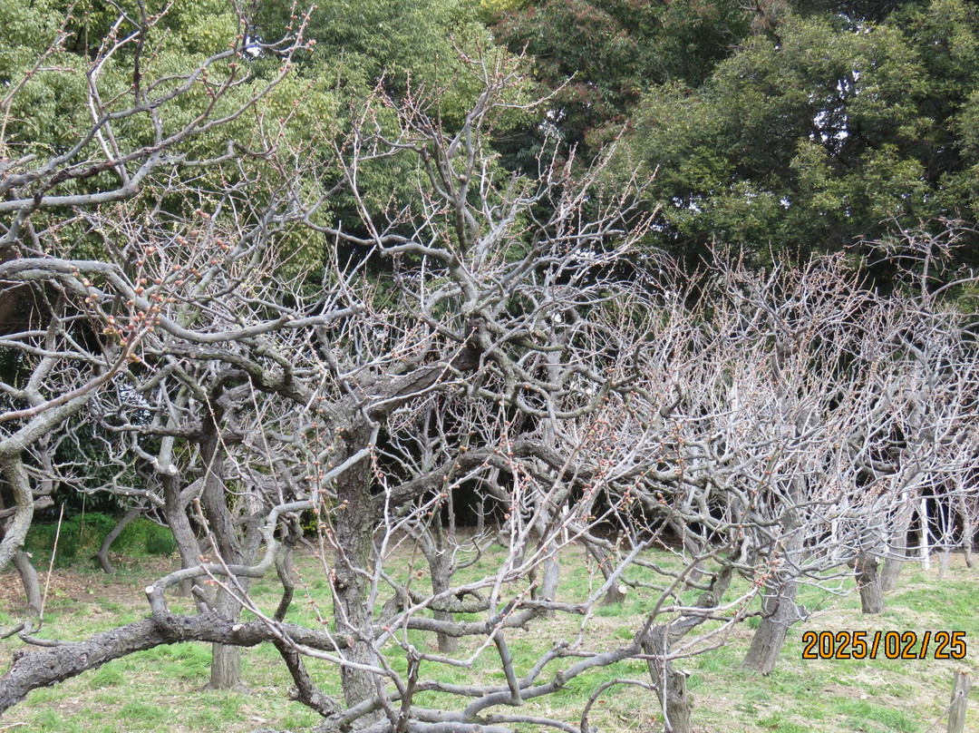Domyojitenmangu-藤井寺市必去景点