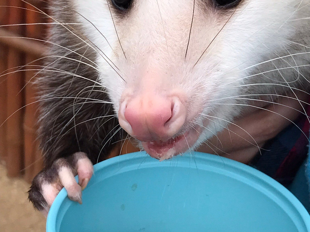 Wild Wonders, Inc.-Bonsall必去景点