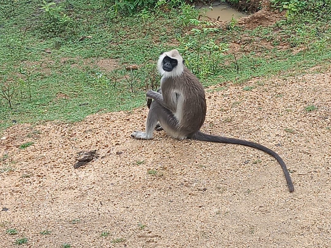 Yala Kings Safari景点图片