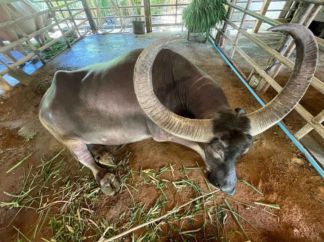 Old Phuket Farm景点图片