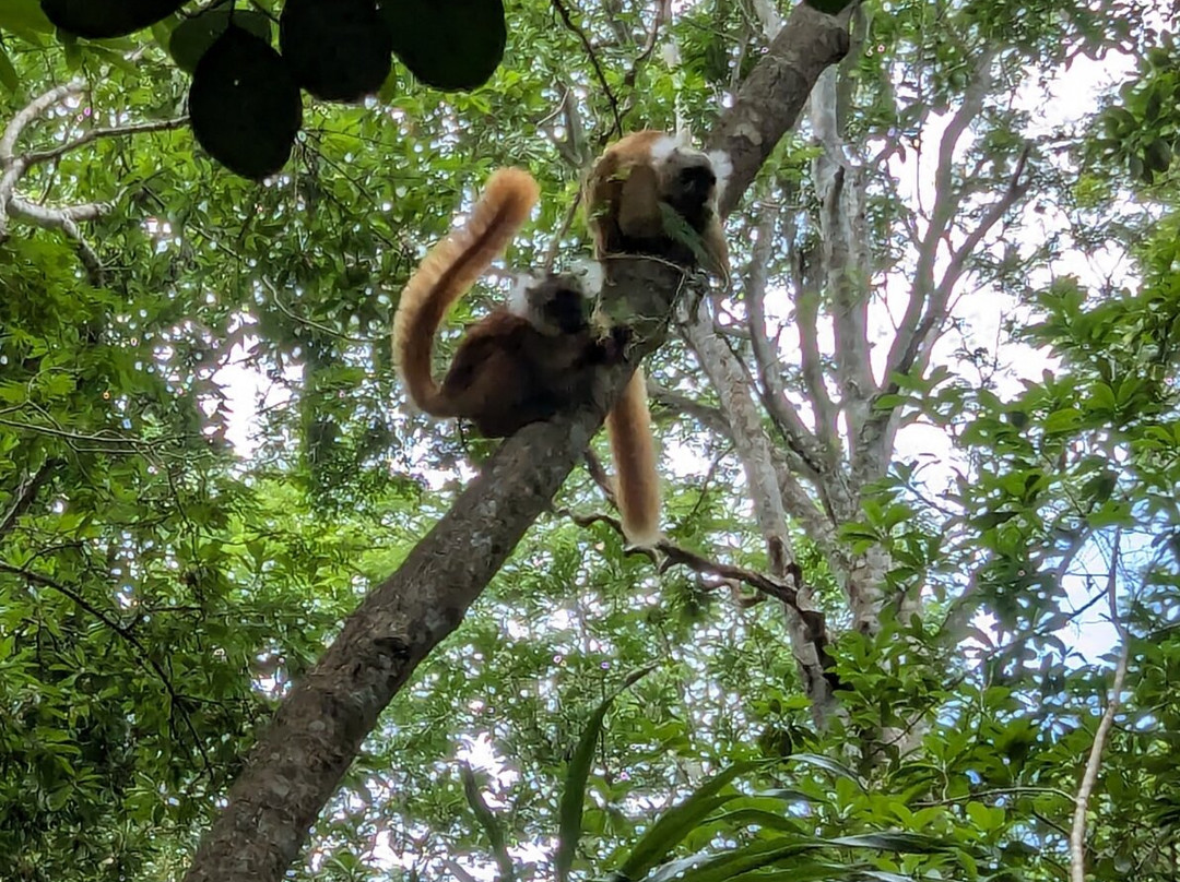 Dodi's Lemur Tours-Tolanaro必去景点