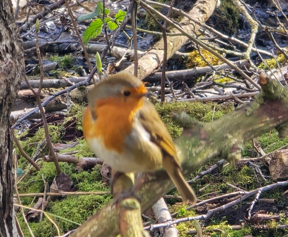 Himley House Hotel主图