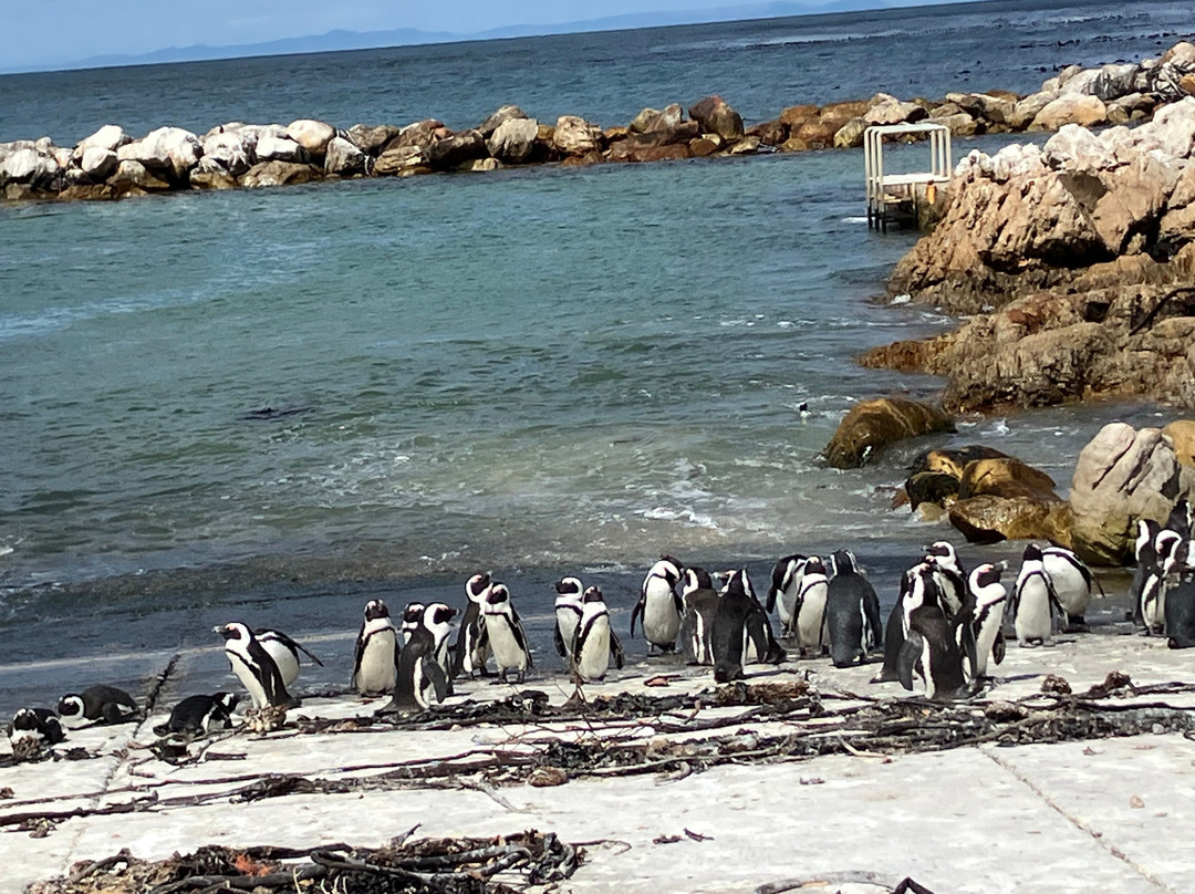 Betty's Bay Main Beach-Betty's Bay必去景点