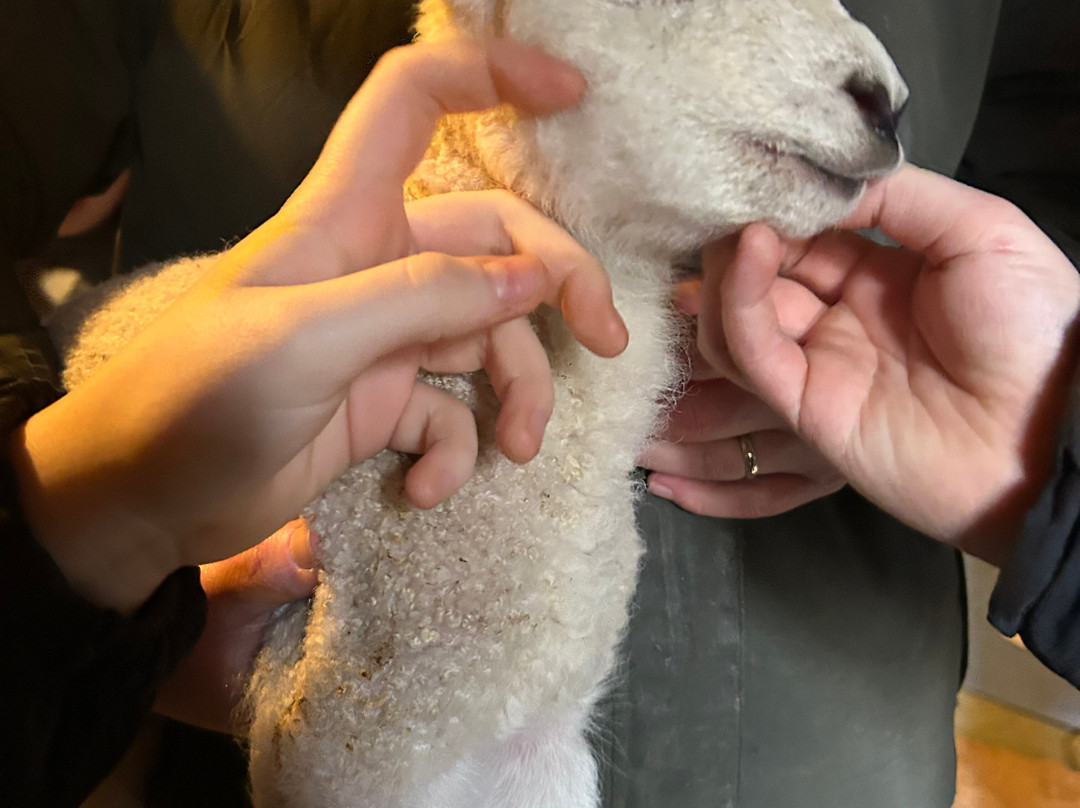 South Lakes Lamb Experiences景点图片