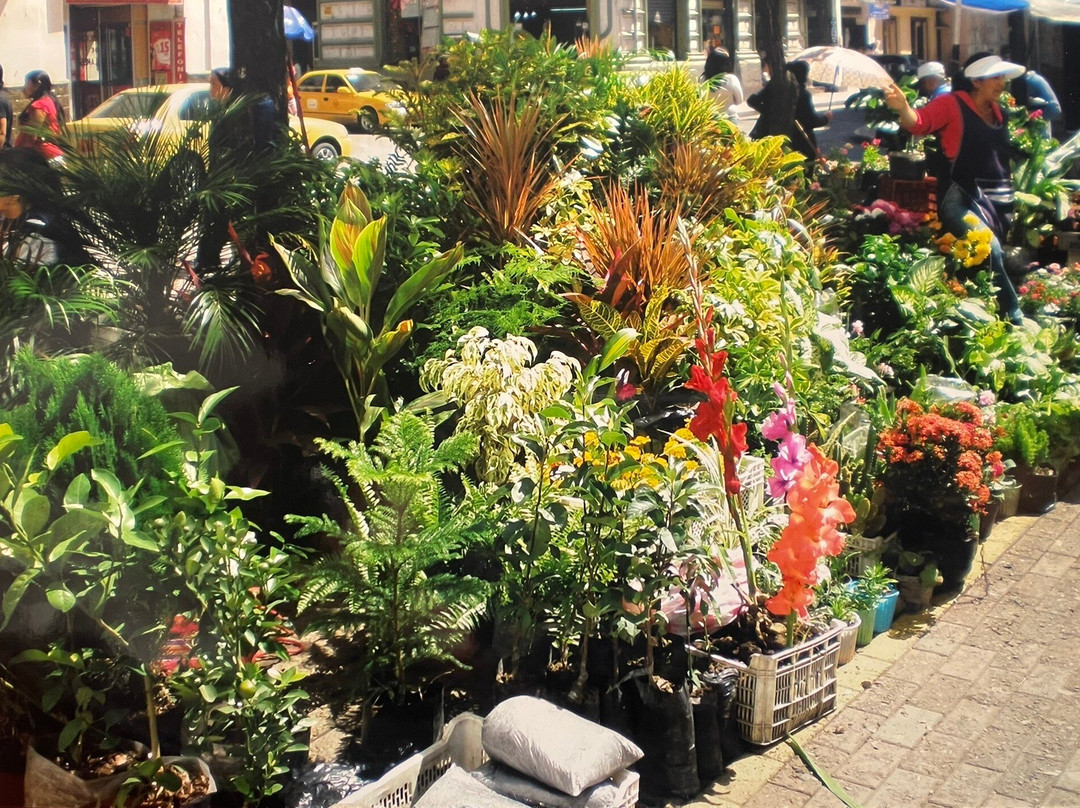 Plaza de las flores景点图片