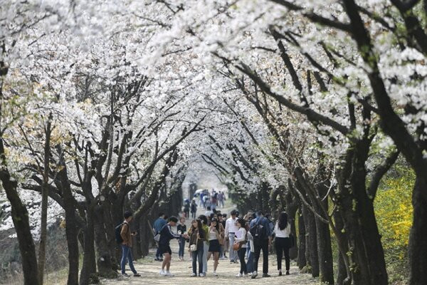 Yeungnam University Love Road-庆山市必去景点