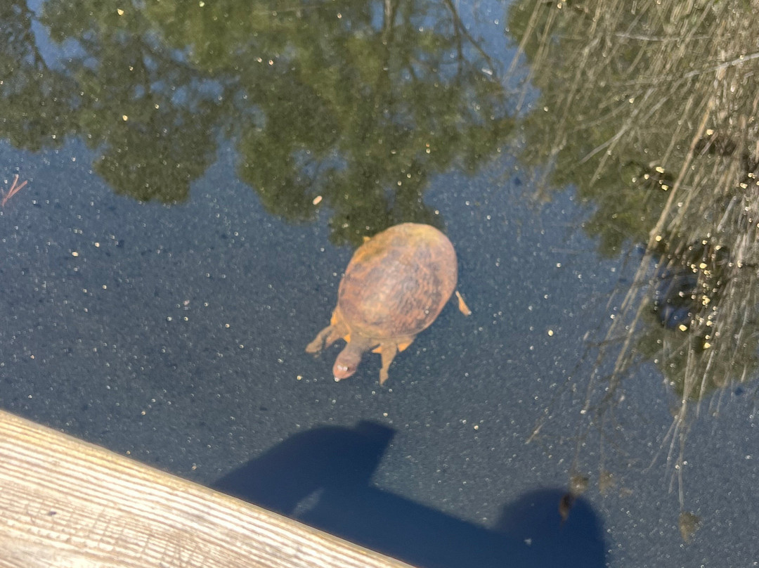 Dauphin Island Audubon Bird Sanctuary-Dauphin Island必去景点