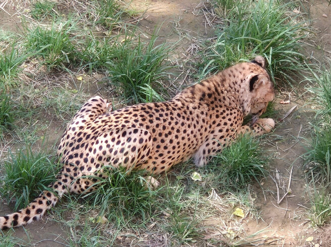 Al Ain Zoo 2017 2018 2019-艾因市必去景点