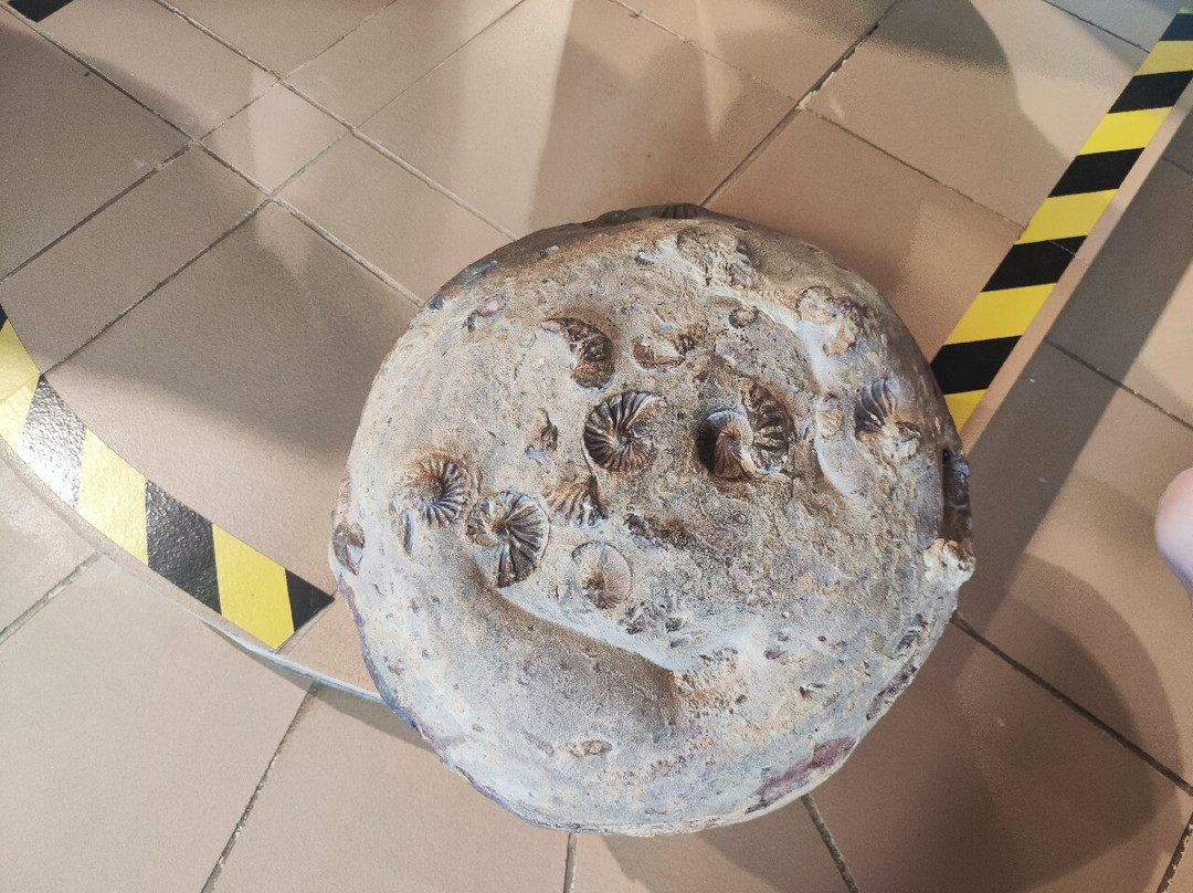 Museo El Fosil-莱瓦镇必去景点