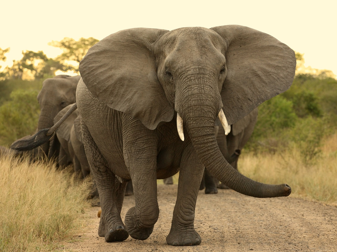 Beyond Africa Safaris & Tours