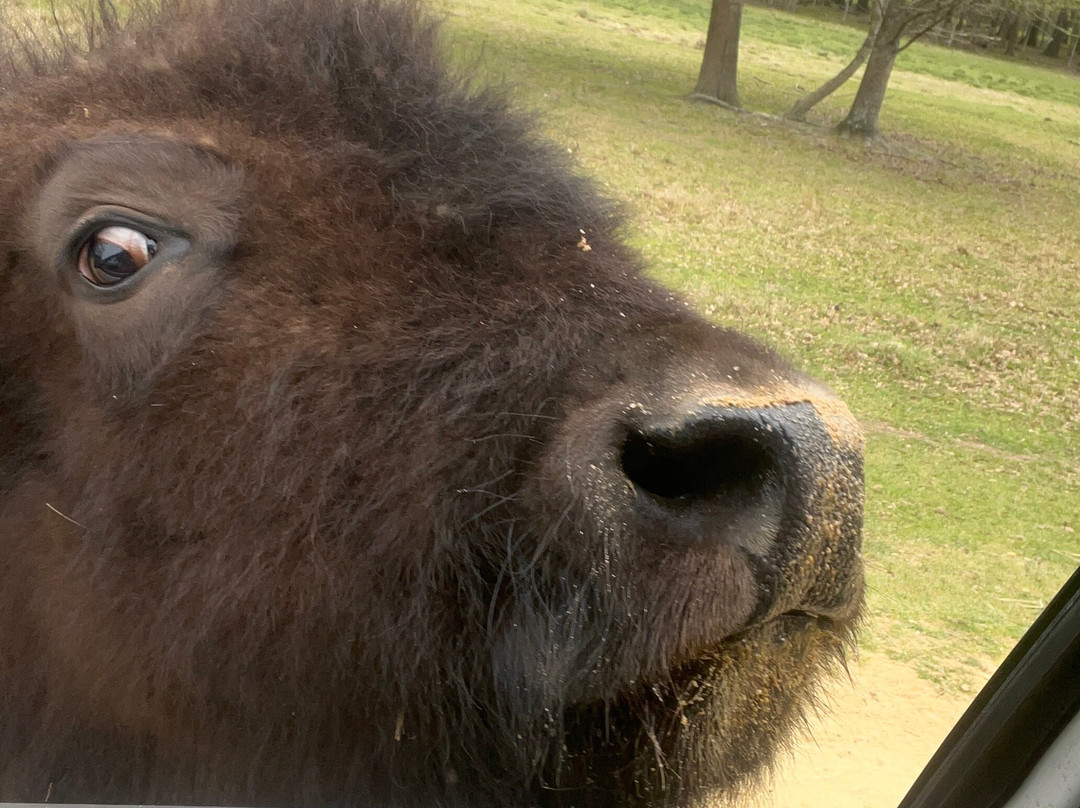 Alabama Safari Park景点图片