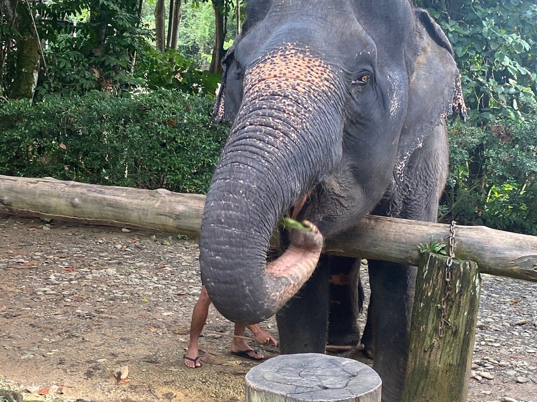Phang Nga Elephant Park-攀牙必去景点
