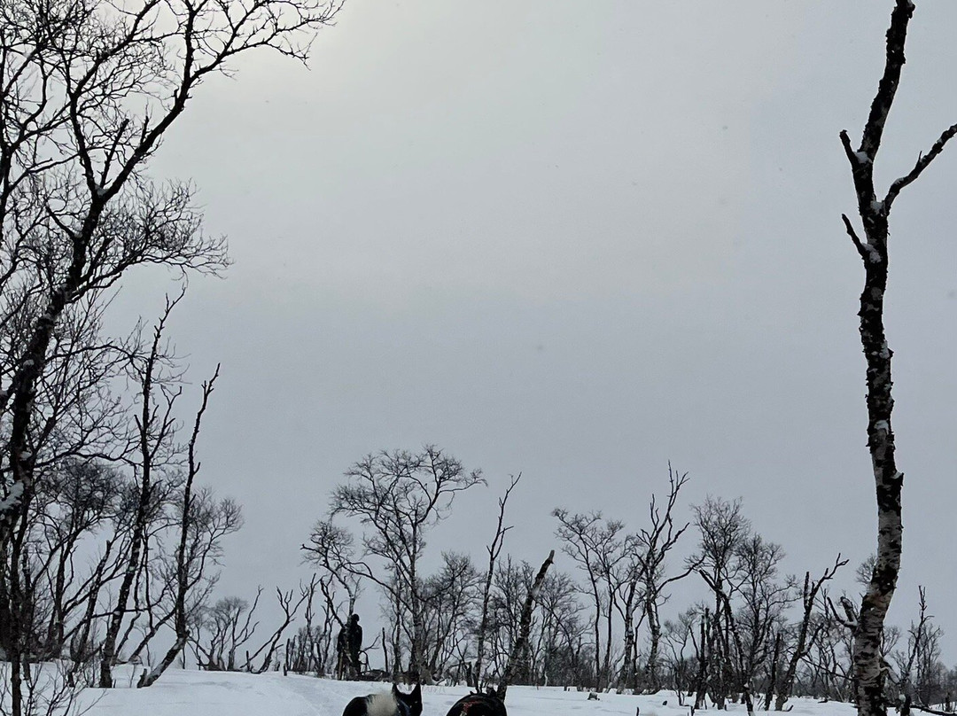 Tana Husky - Day Tours-Tana Bru必去景点