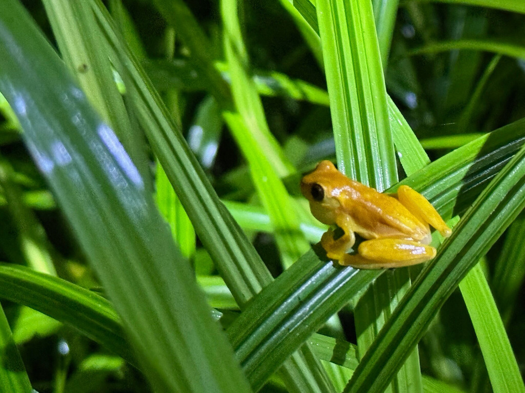 Sierpefrogs-Sierpe必去景点