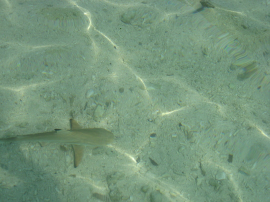 Komodopremium.com-科莫多必去景点