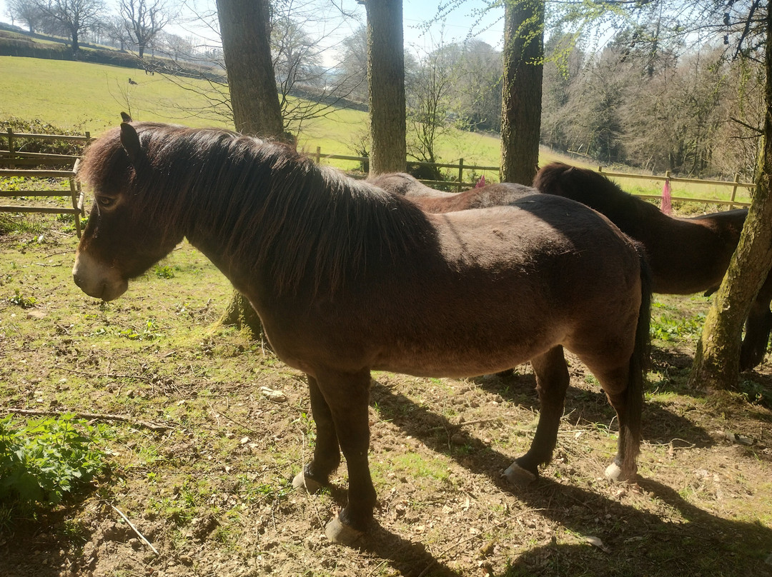 Exmoor Pony Centre景点图片