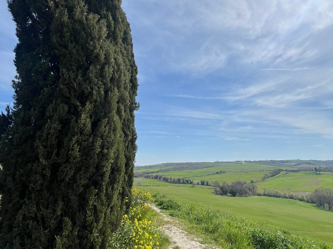 Cipressi di San Quirico d'Orcia-圣奎里科多尔恰必去景点