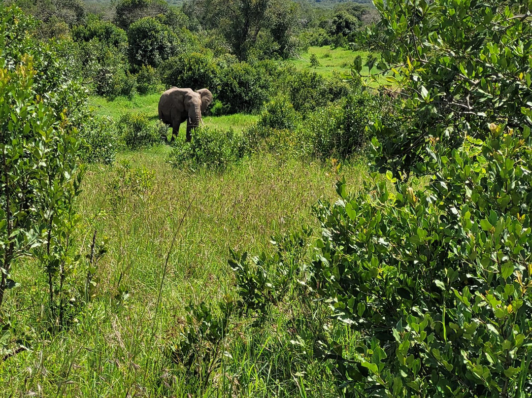Pinnacle Alpine Tours and Treks-Naro Moru必去景点