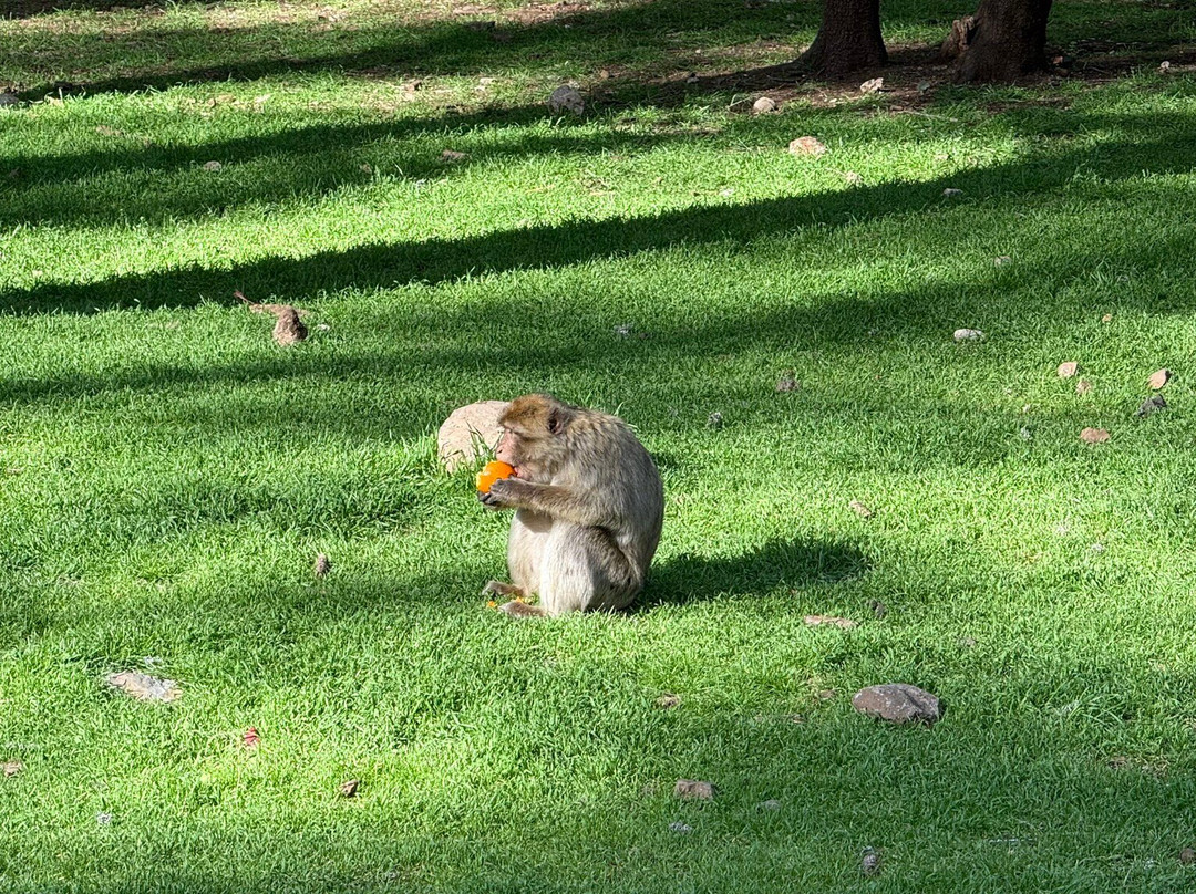 Azrou Cedar Forest-Azrou必去景点