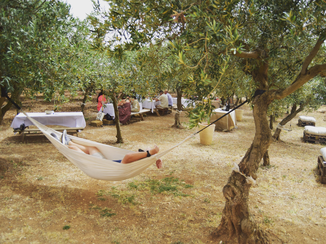 Amodeo's Farm - Olive Oil Producers in Sicily景点图片