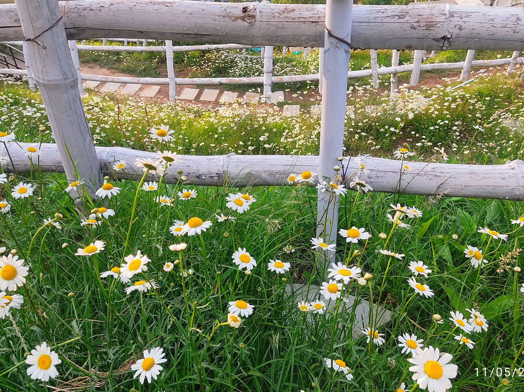 The Woods by Aaryam主图