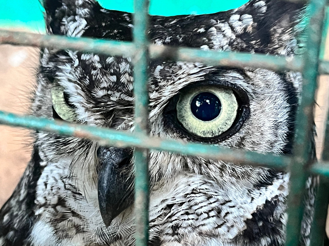 Falconry of Kenya-马林地必去景点