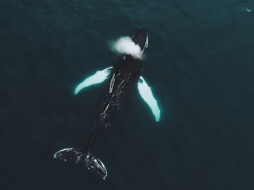 Nunatak Sailing Company