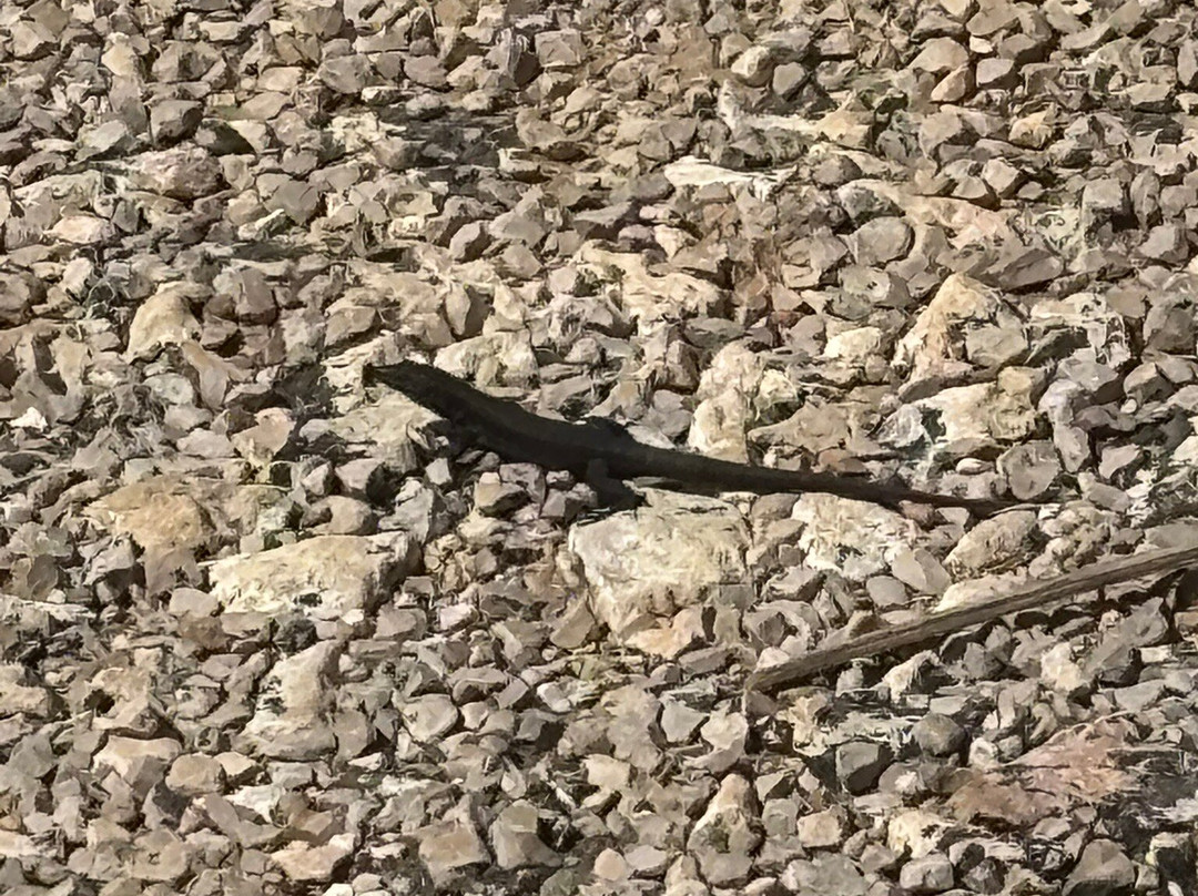 BlackLizzard - Punta Prima Water Sports-Punta Prima必去景点