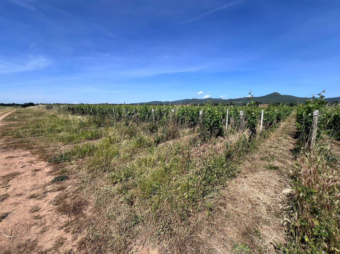 Tenuta Guado Al Tasso