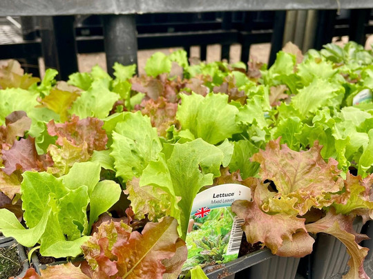 High Trees Garden Centre-East Carlton必去景点
