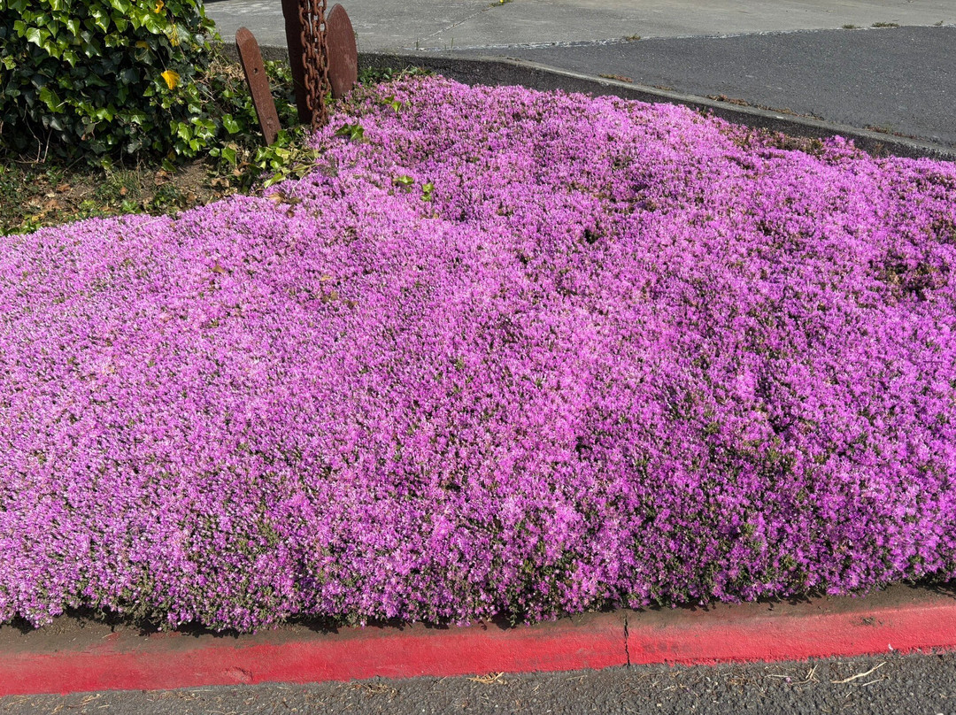 Trinidad Bay Bed and Breakfast Hotel主图