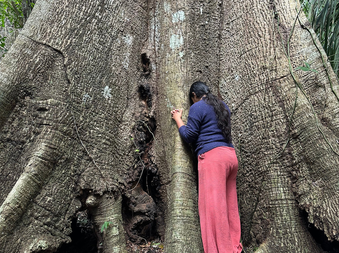 Pisatahua Plant Medicine-Riberalta必去景点