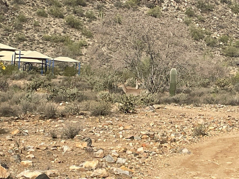 White Tank Mountain Regional Park-Waddell必去景点
