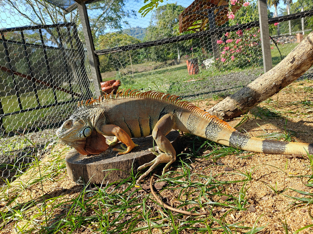 Granja Animalia景点图片