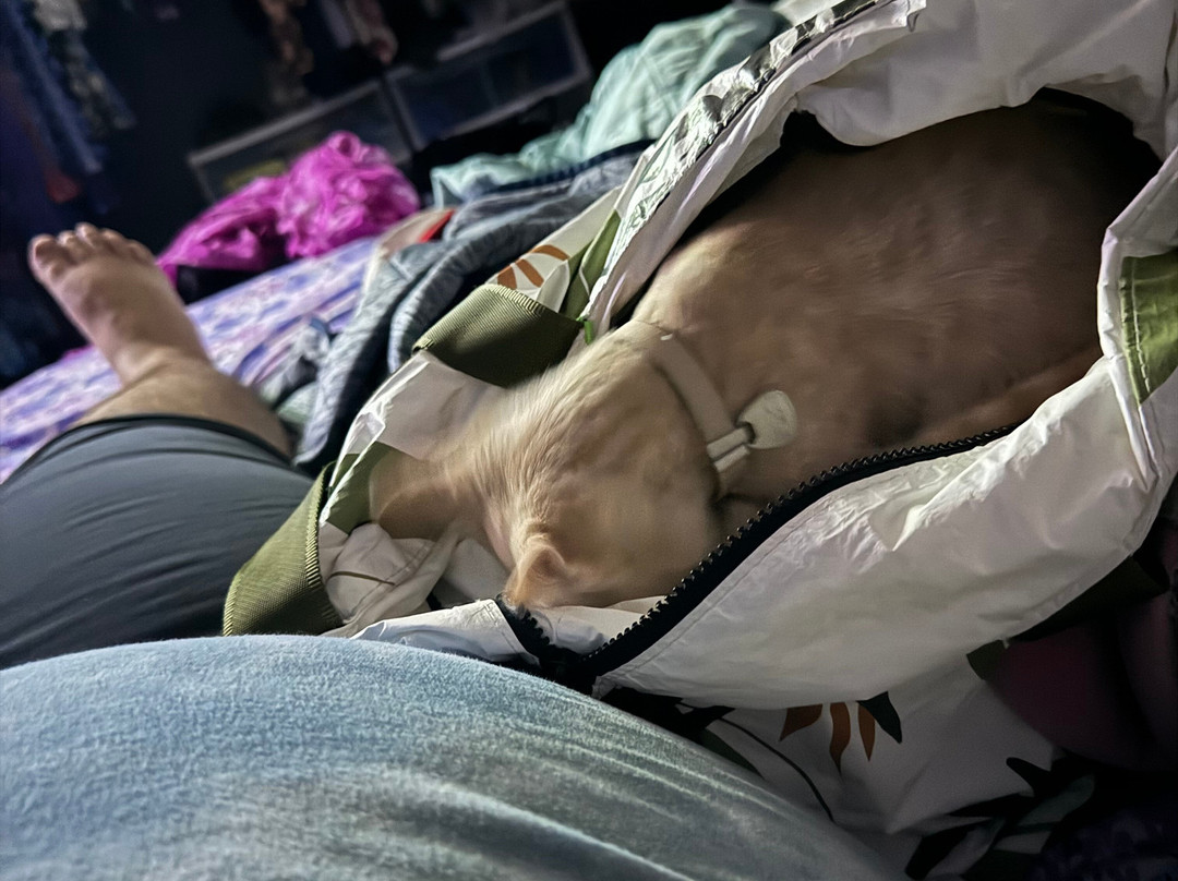 Cat Cafe Maui-卡胡卢伊必去景点