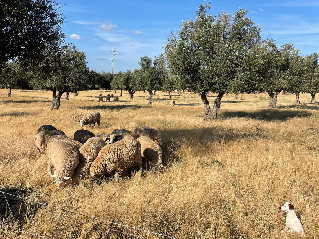 Quinta da Tapada de Sao Pedro主图