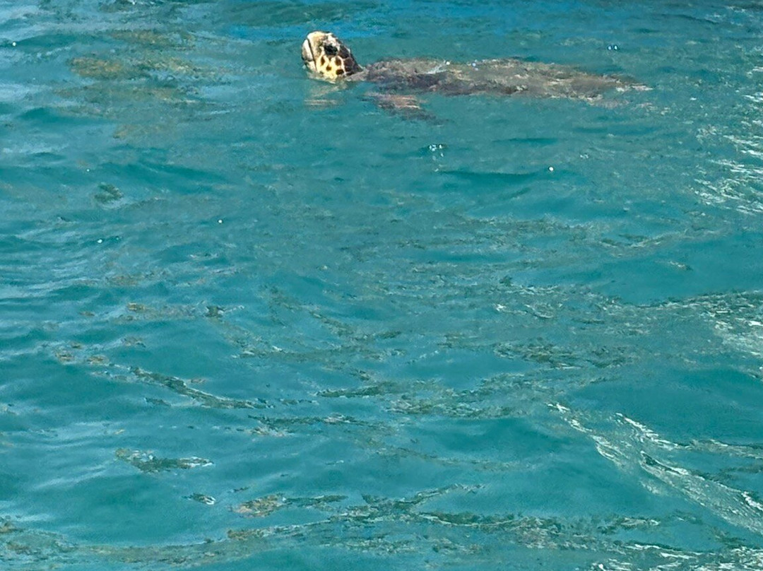 Pure Sea Cruises-Agios Sostis必去景点