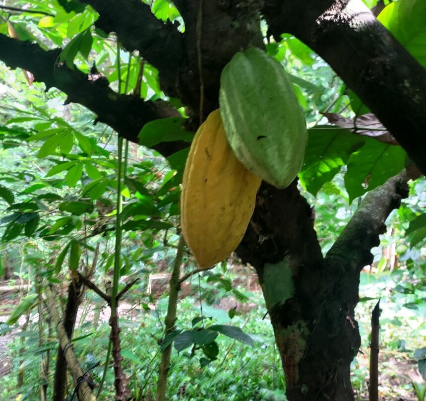 Ubud Sari Coffee Luwak Agrotourism-吉安雅必去景点