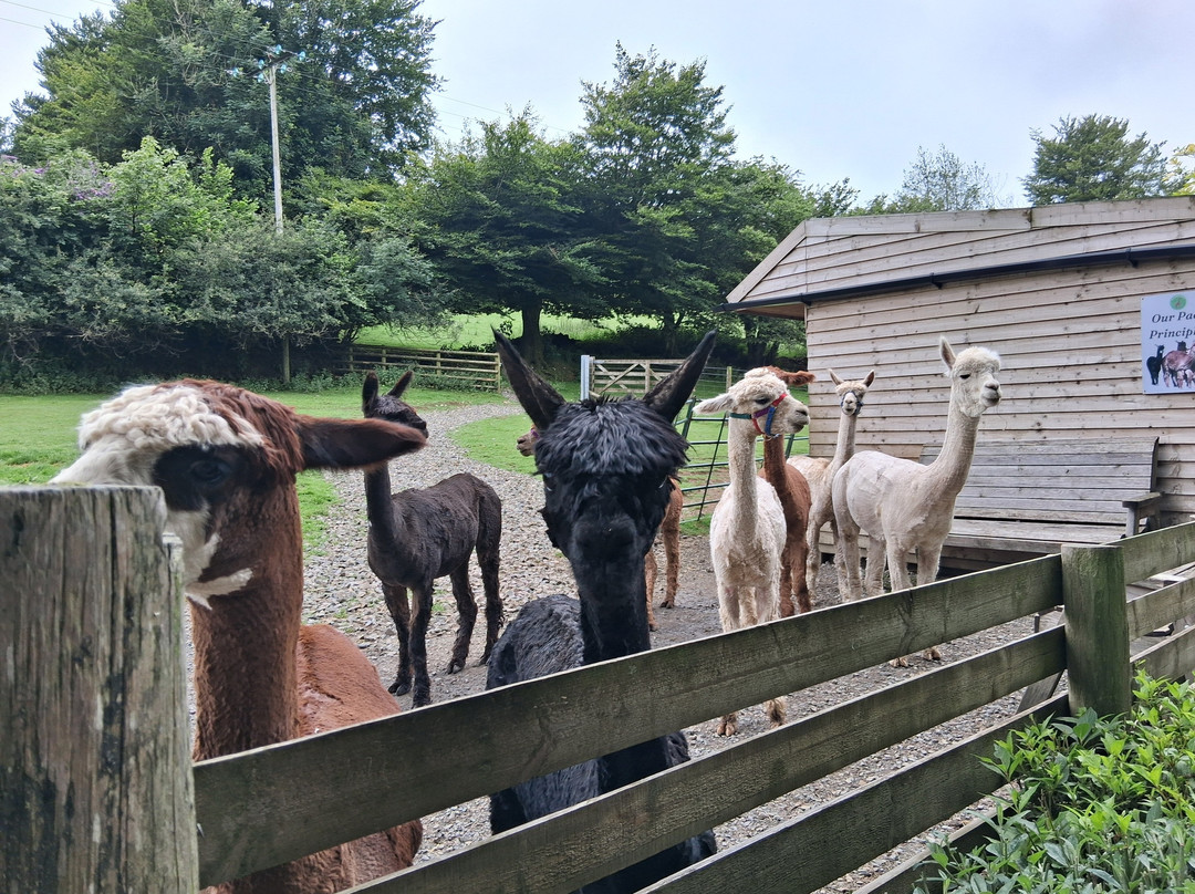 Lydford Gorge Alpacas-Lydford必去景点