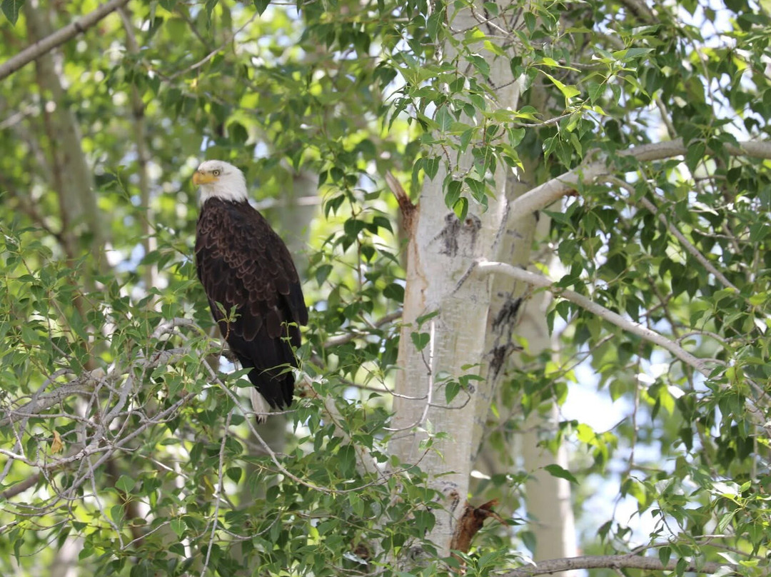 Rawhide Outfitters-Salmon必去景点