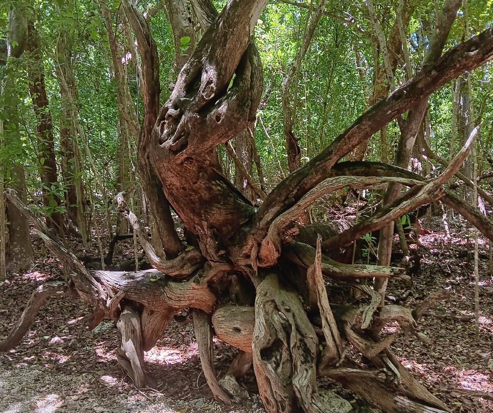 Windley Key Fossil Reef Geological State Park-伊斯拉摩拉达必去景点
