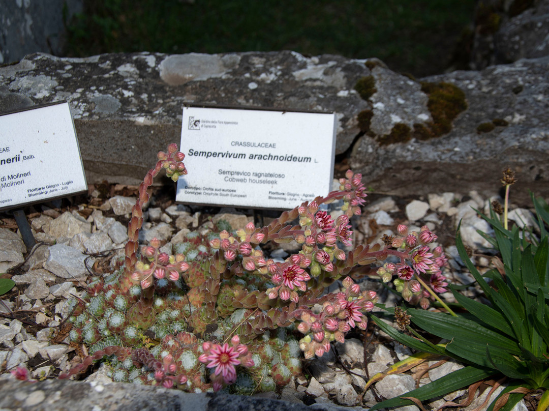 Giardino della Flora Appenninica-Capracotta必去景点