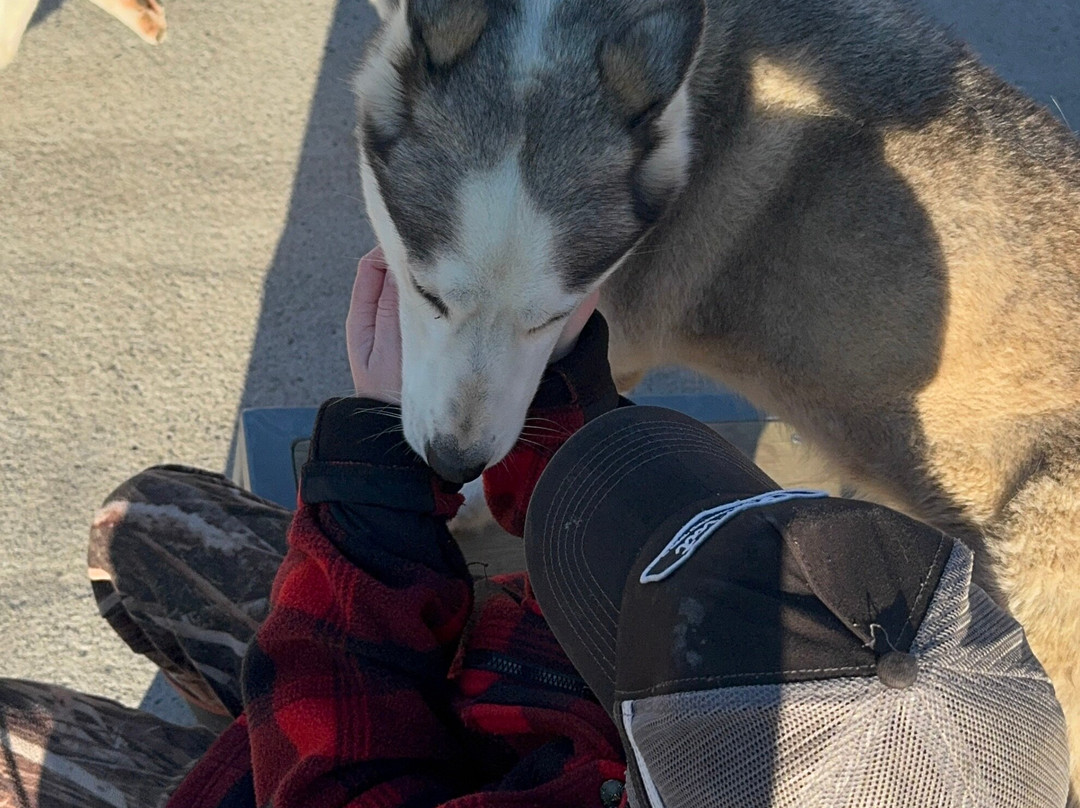 Timberline Racing Siberian Huskies-陶波必去景点