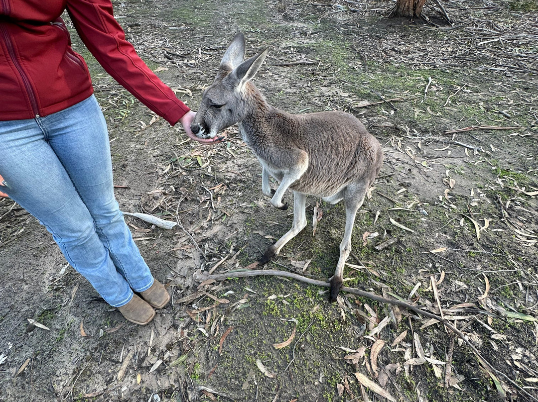 Softfoot Farm & Wildlife Park-Hindmarsh Valley必去景点