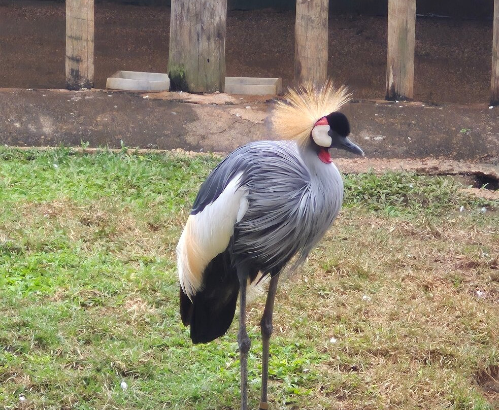 Parque Zoologico Municipal Quinzinho De Barros-索罗卡巴必去景点